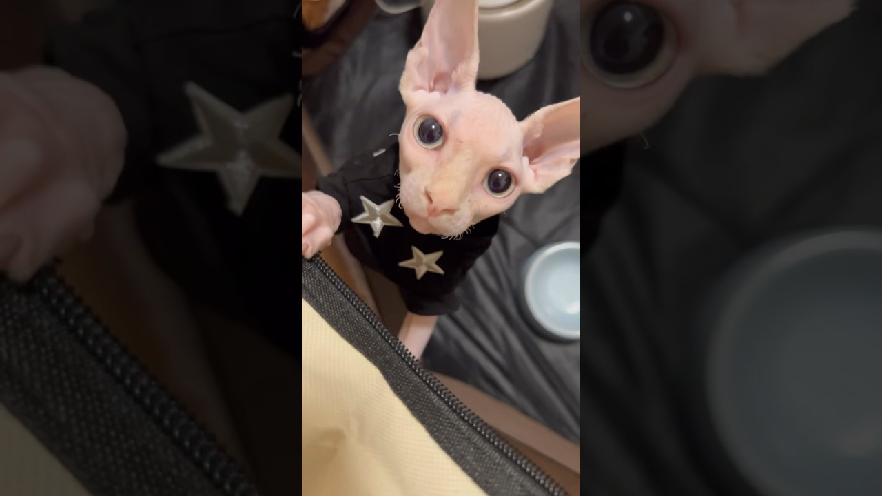 毛のない子猫の鳴き声がww【スフィンクス猫】