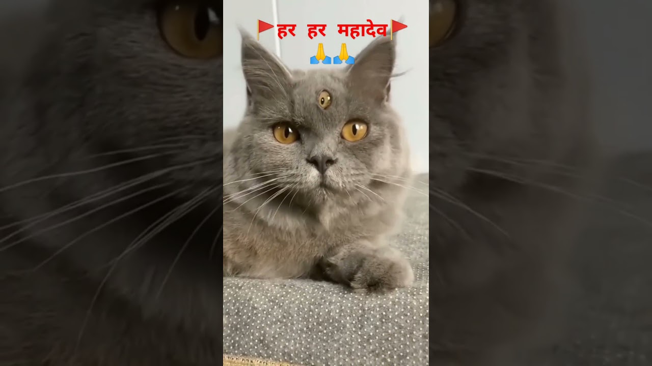 तीन आंखो वाली brown cat ❤️#cat #shorts