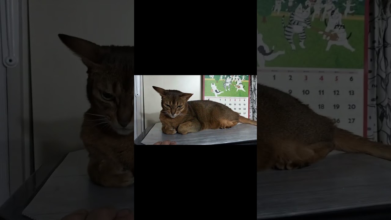 ネコ動画あび＃1426　あびの毎日　アビシニアン　あび