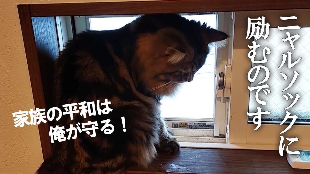 ニャルソックに励み、虫から家庭を守ろうとするサイベリアン子猫…お疲れ様です！