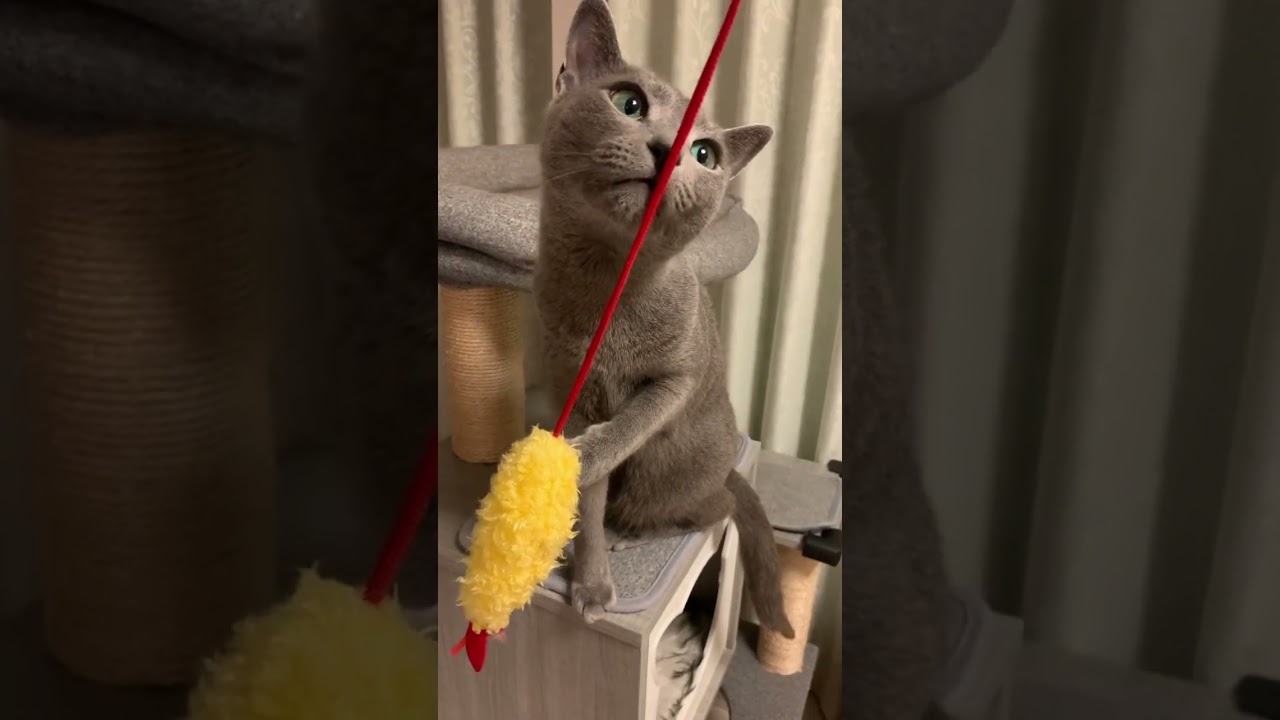 エビフライよりもヒモなねこ #しっぽ吸い #ロシアンブルー #いやしねこ