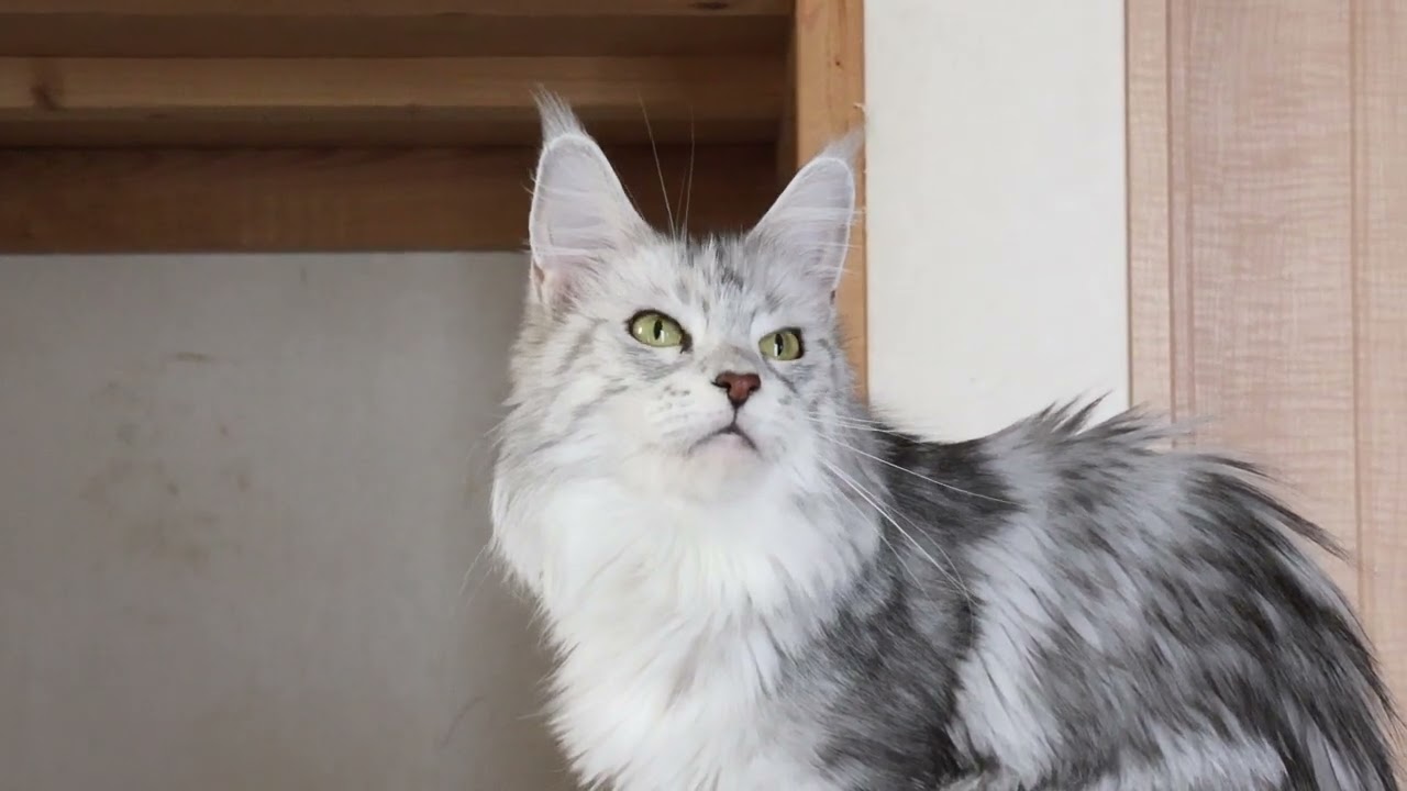 クールなメインクーン女子の千代さん