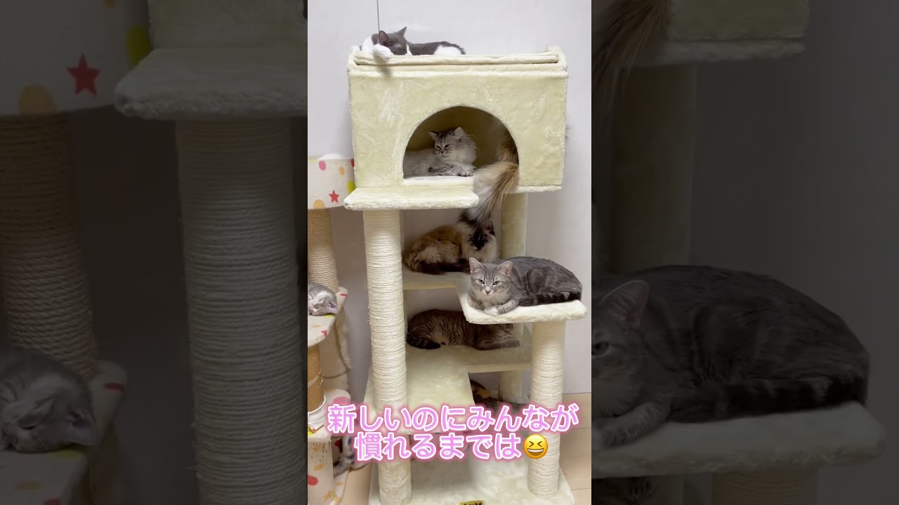 遂に新しいキャットタワー🩷 【お問合せ詳細は説明欄に記載あります】#マンチカン #子猫 #ブリーダー直販 #猫 #猫のいる暮らし #ミヌエット #子猫販売 #ラパーマ #スクーカム #猫動画