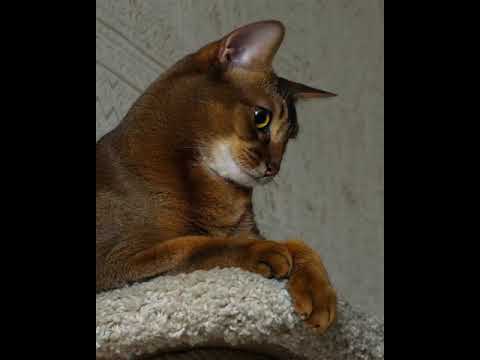 Beautiful Brown Cat | #shorts #youtubeshorts #trending