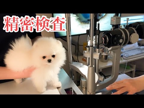 子犬に異常があり精密検査してきました