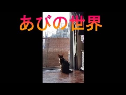 ネコ動画あび＃1711　あびの毎日　アビシニアン　あび