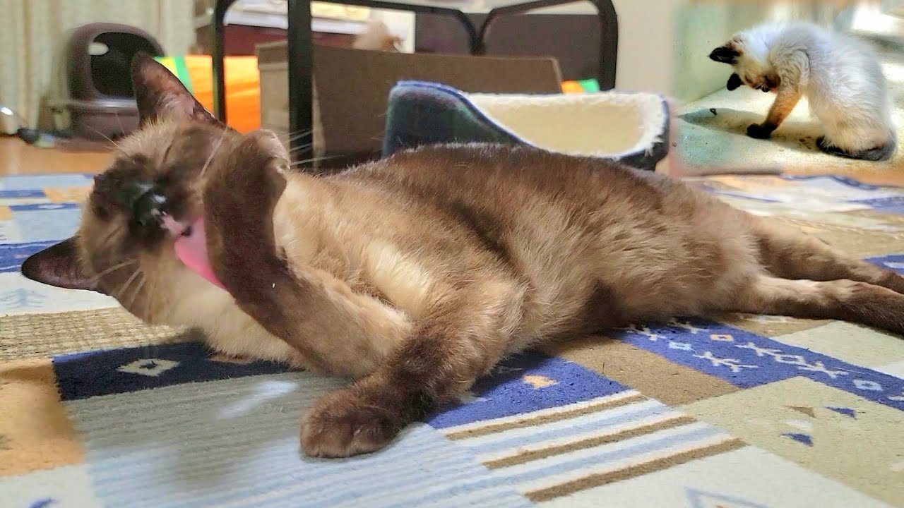 片手で顔をゴシゴシお掃除するシャム猫とシャム子猫🥰