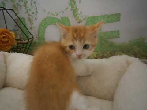 639830 スクーカム