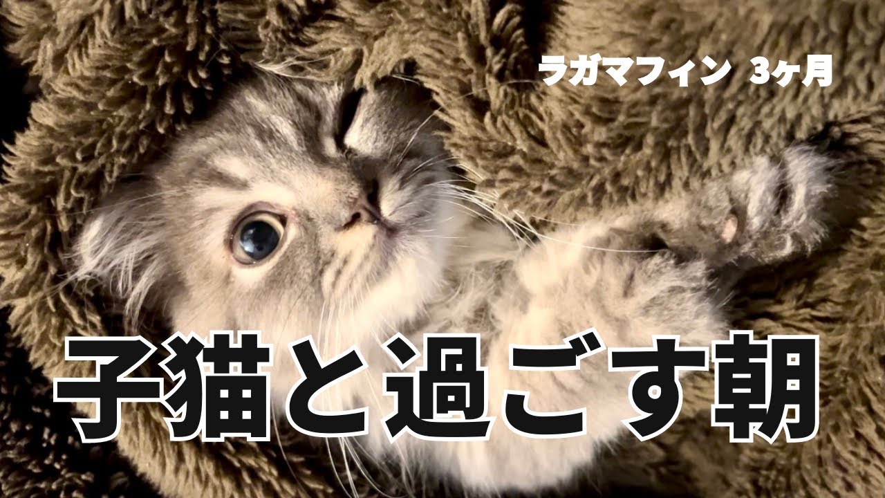 朝に●●してくる猫が可愛すぎます【ラガマフィンのつまみ】