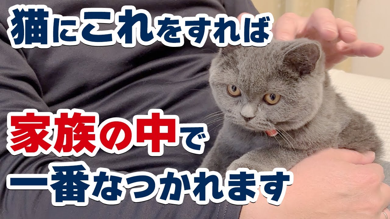 【猫がなつかれたい人必見！】猫に家族の中で一番なつかれるためにするべきことをご紹介