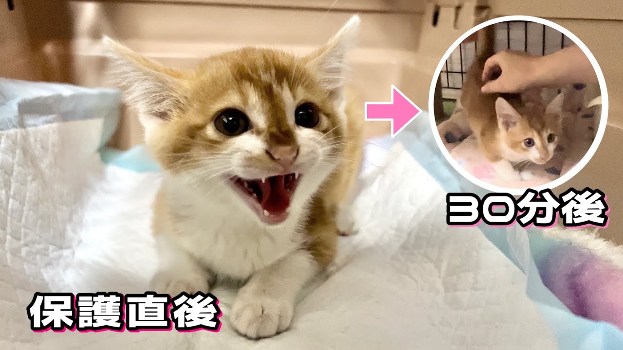 4度目の保護‥シャーからの変化が可愛すぎる子猫【花晴れ兄妹#1】The threatening kitten showed his adorable self.