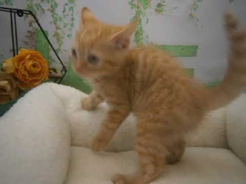 639829 スクーカム