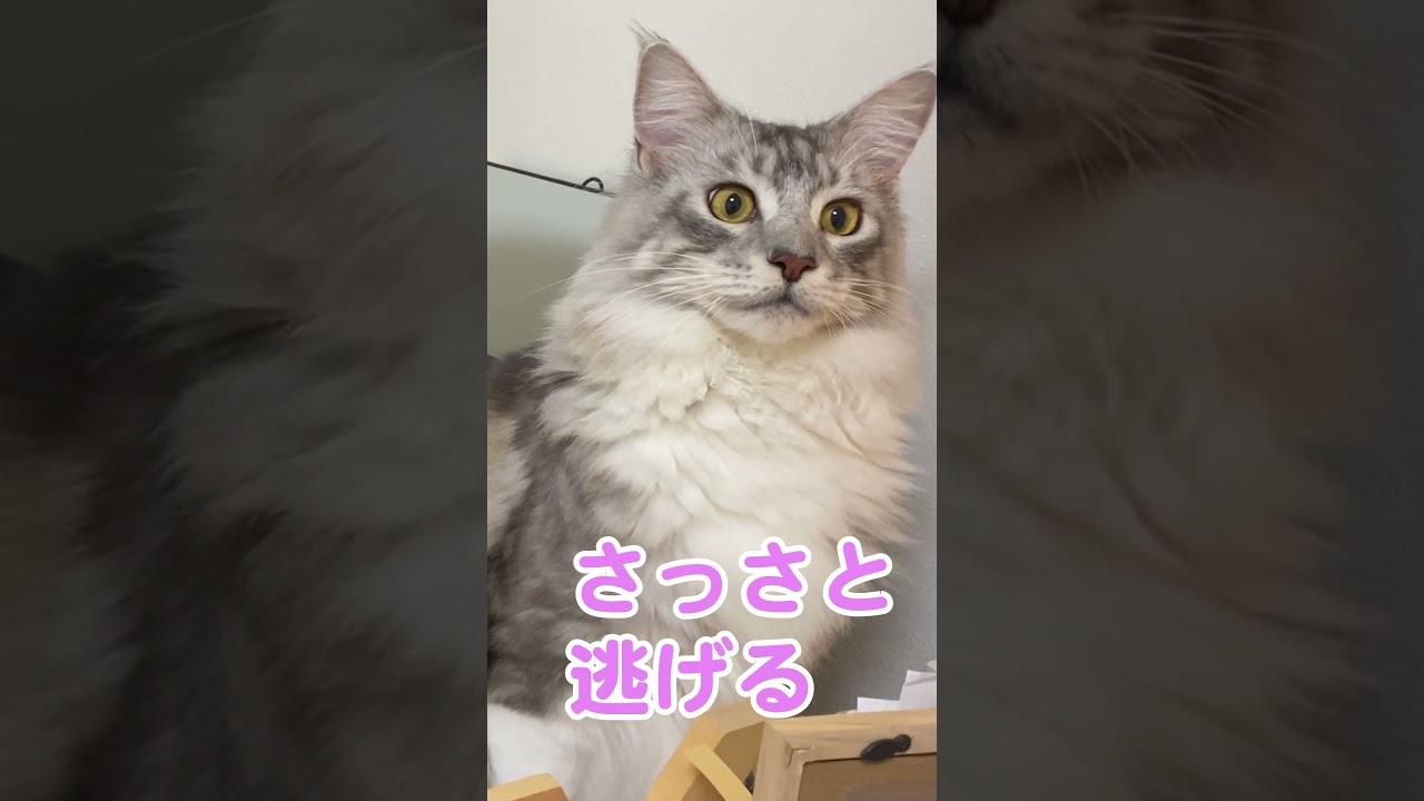 来客嫌いの #メインクーンのオス #大型猫 #shorts
