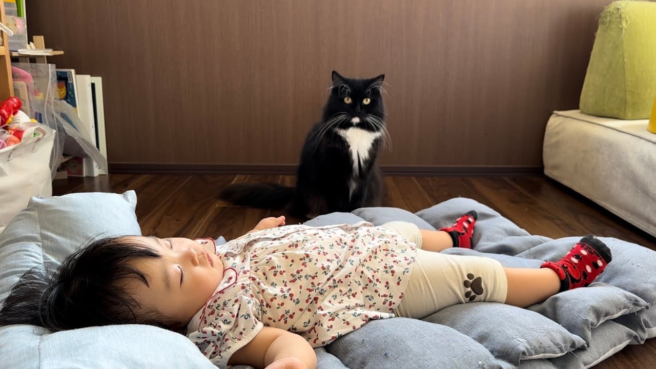 冬毛を吸い取られる猫  ノルウェージャンフォレストキャット  ラガマフィンA cat whose winter fur is sucked.