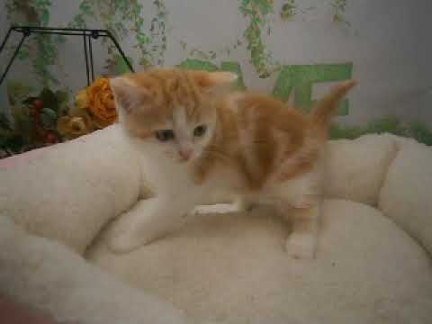 639831 スクーカム