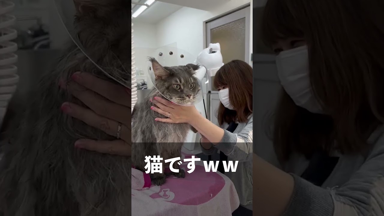 ついに11Kg超えの猫がシャンプーに来ました #shorts