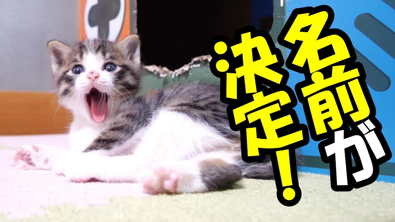 【ぼっち子猫と長男子猫】子猫の名前が決定しました。【赤ちゃん猫　保護猫】