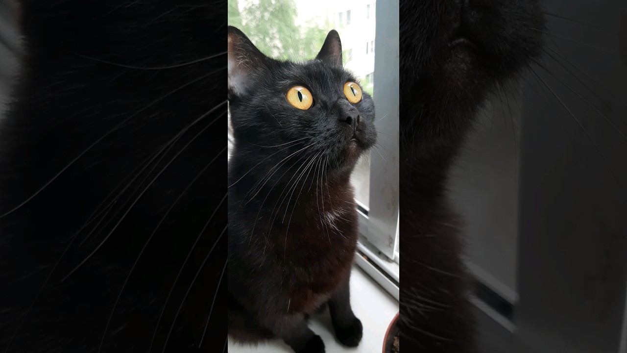 Funny cats / Смешные животные / 🐱🐱🐱 Британский кот наблюдает за птичками