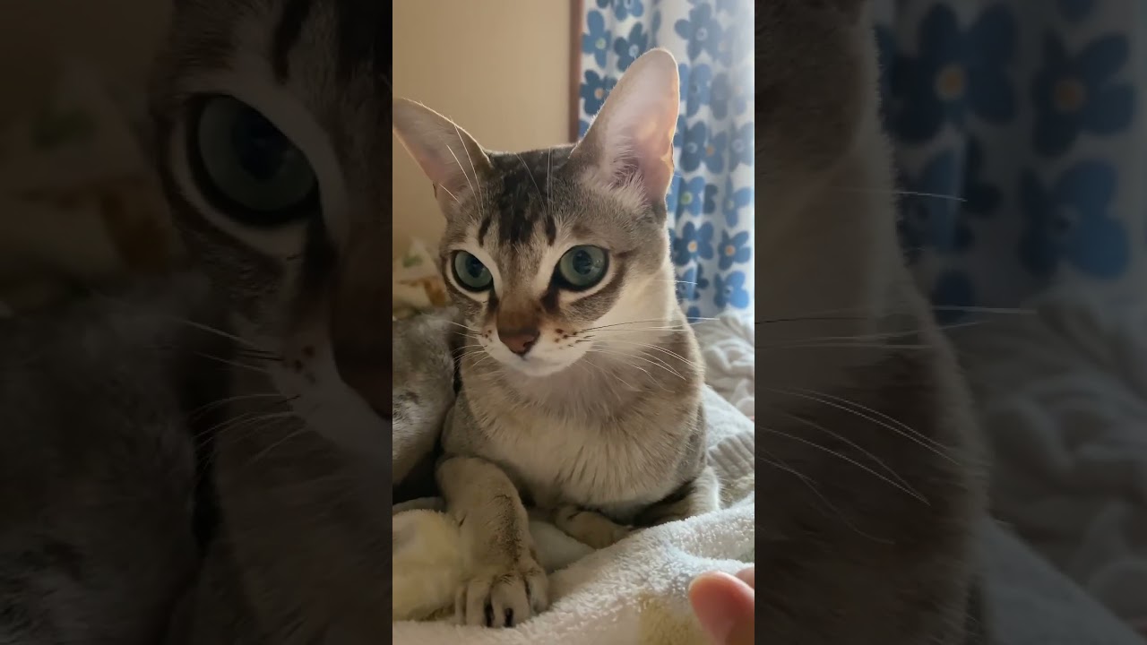 【シンガプーラ】朝寝坊を起こす猫がこちらです。セラ社長 #animals #singapura #cat #pets #子猫 #ペットショップ #猫 #過保護