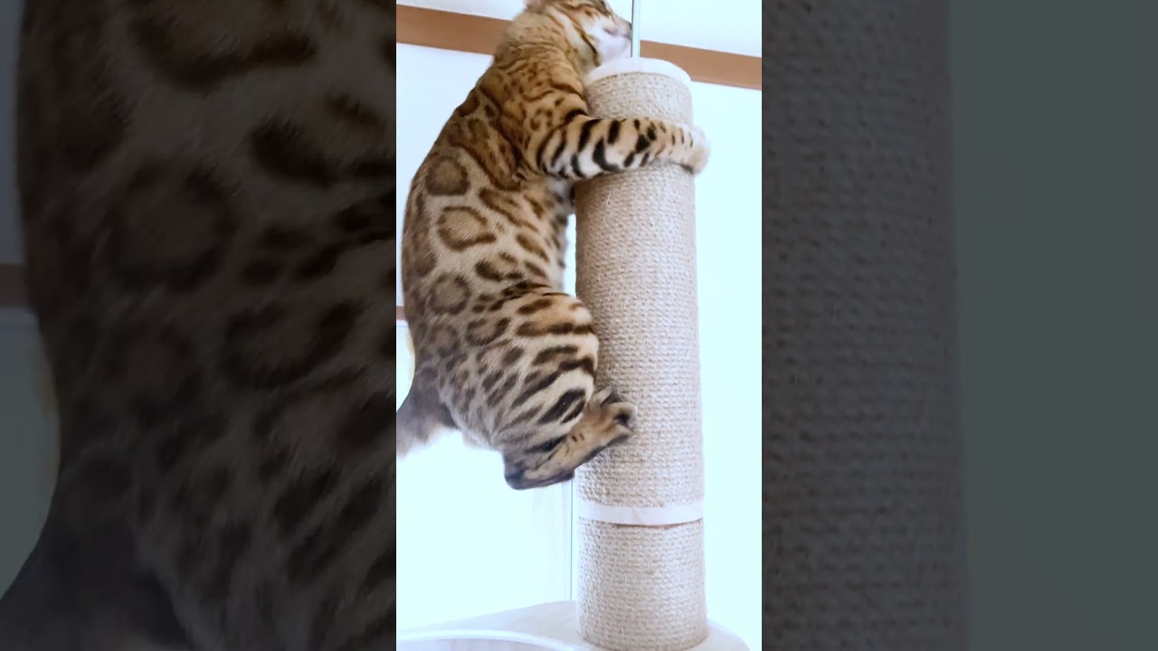 視界を遮ったら予想外の行動をする猫 #shorts