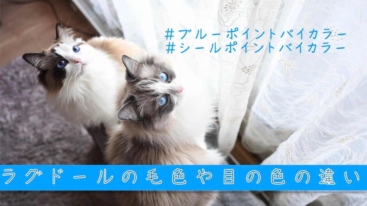 ラグドール比べてみた！ブルーとシールってこんなに違う！