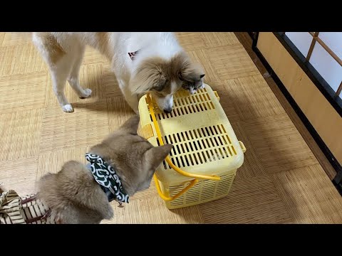 保護した子猫をケージ越しに先住犬達と対面させたら両者意外な反応が待ってました。