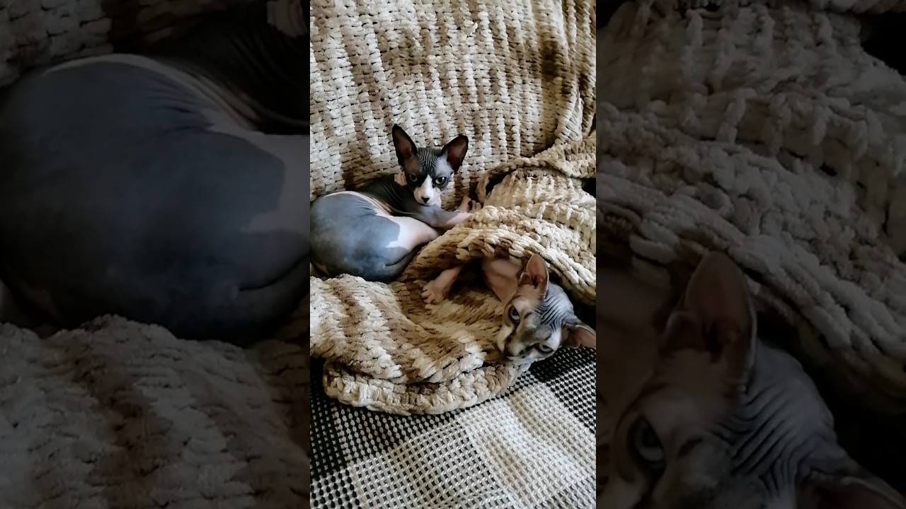 Проверка реакции на слово КУШАТЬ