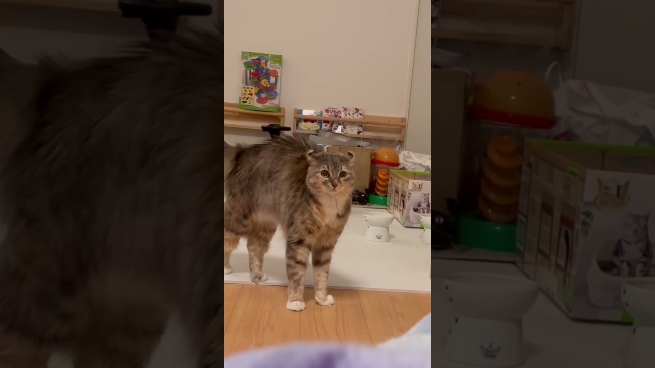 こんなやんのかステップ見たことない。（笑） #猫 #アメリカンカール #やんのかステップ #shorts