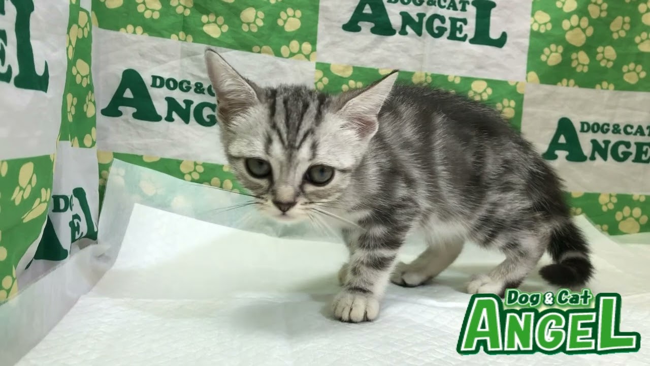 アメリカンショートヘアー 2306139 【ペットショップエンゼル　子犬・子猫販売】