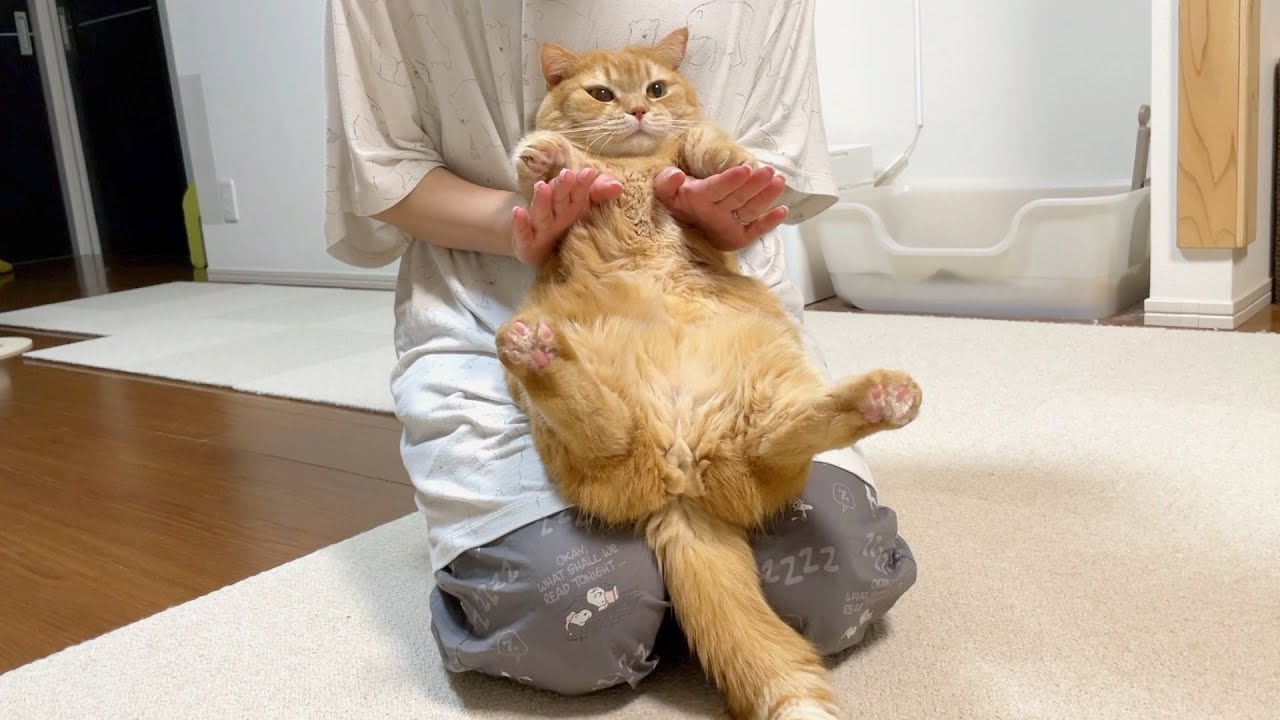 ポンポン♪プリポンポン♪