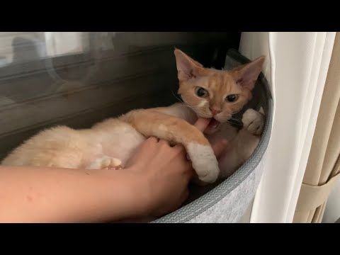 デボンレックス猫のお腹をモフモフしてたら甘噛みされました(Devon Rex cat belly is very soft)