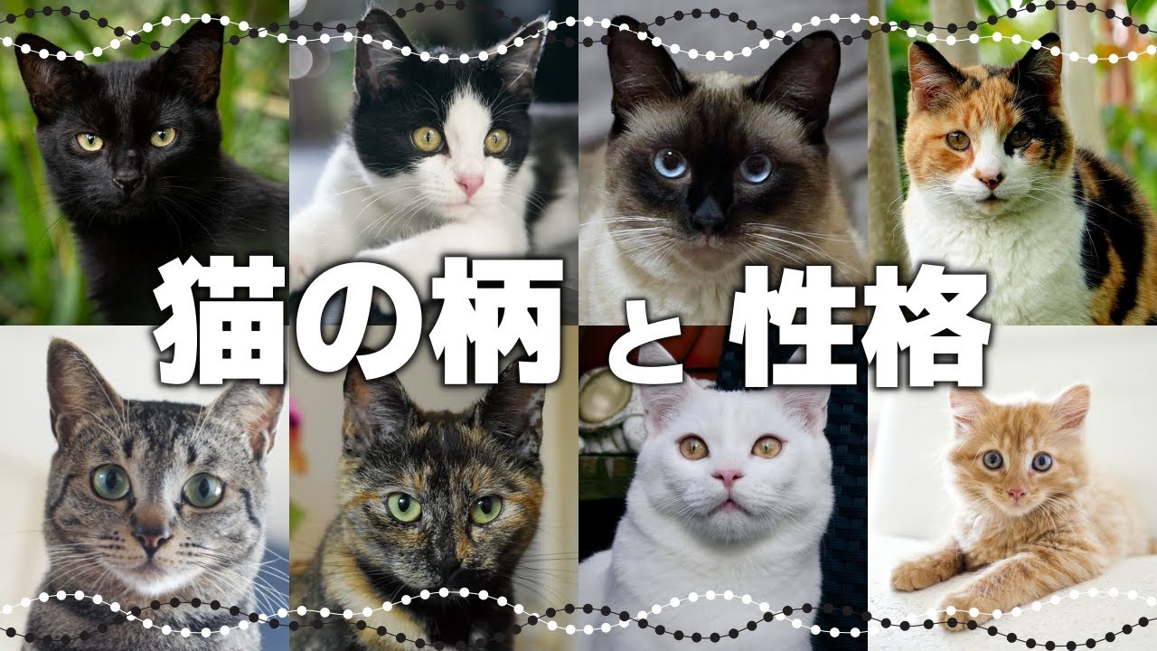 【猫の模様・柄の分類】どんな種類がある？｜毛色で分かる猫の性格