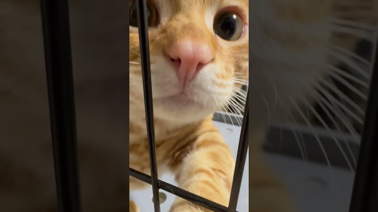 ファンサービス♡ #キンカロー #猫 #cat #子猫 #猫のいる暮らし #catlover #고양이 #catlovers #catvideo #catvideos