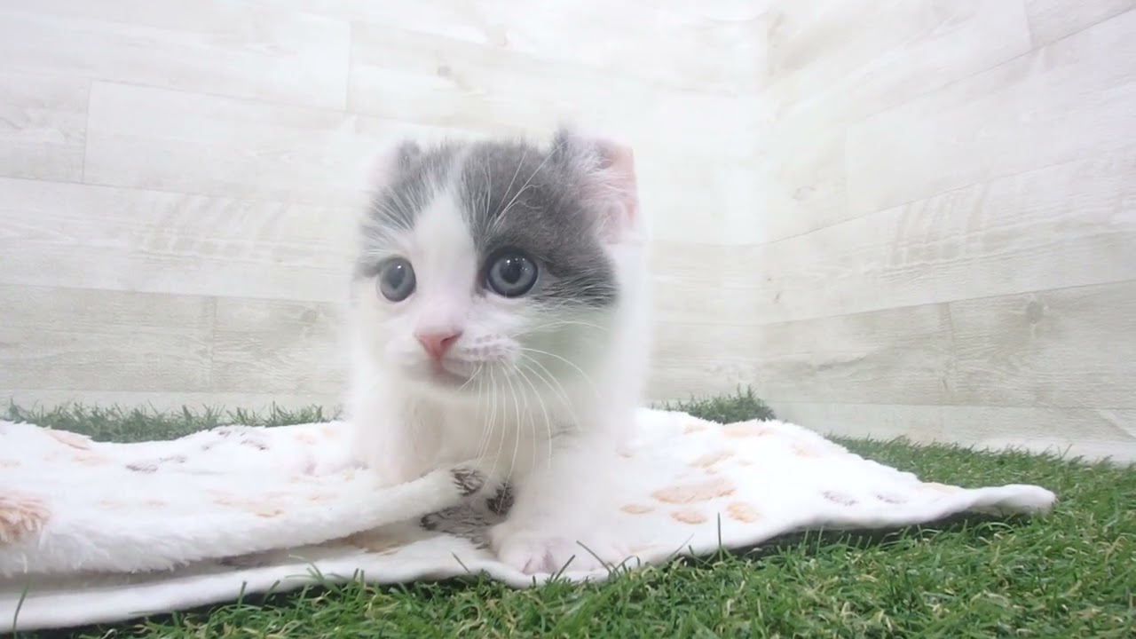 Coo&RIKU　No00639504 アメリカンカール