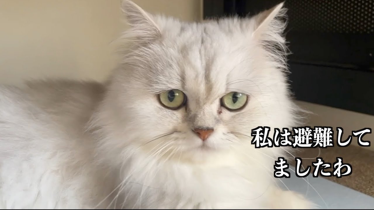 【ペルシャ猫】家の中を走り回る元気なペルシャ猫たち！ひめちゃんは避難しといて！！