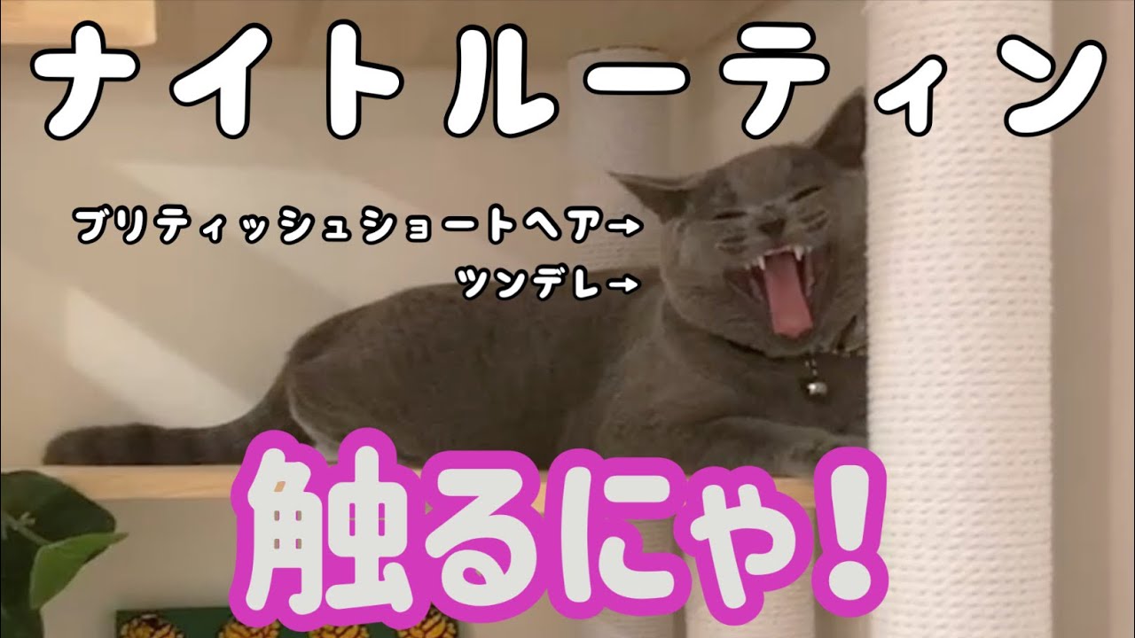 【ナイトルーティン】おっさんと猫のナイトルーティンがせつない【ブリティッシュショートヘア】