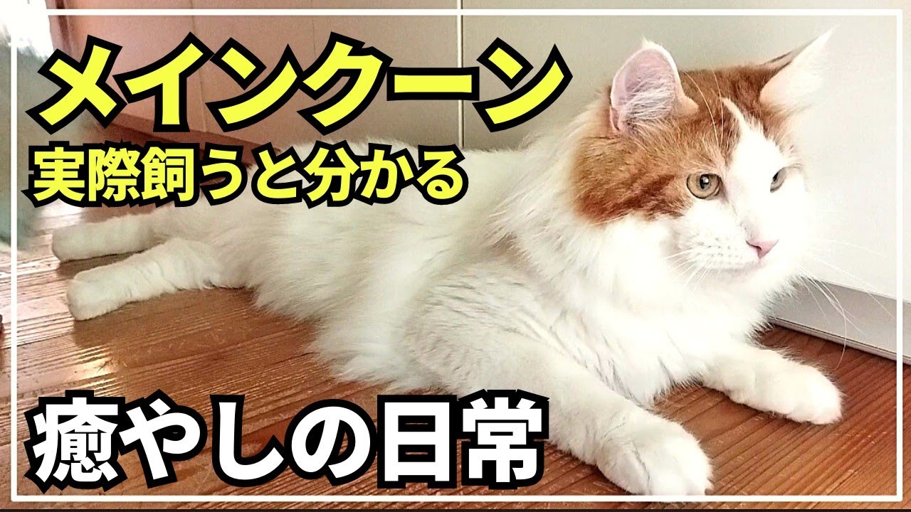 大型猫の日常を紹介。のんびり屋でかわいいです！【メインクーン】