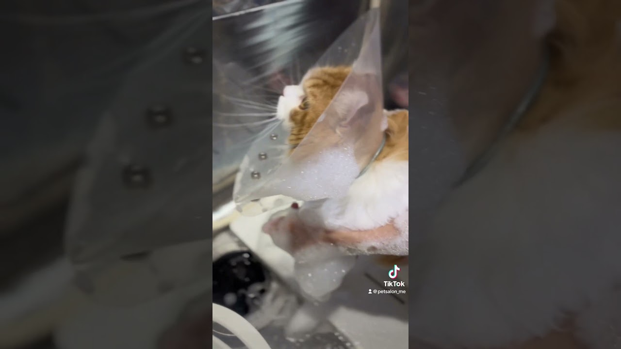 アメリカンカールのびいたくんが来てくれました　京都市南区　ペットサロンみぃ〜