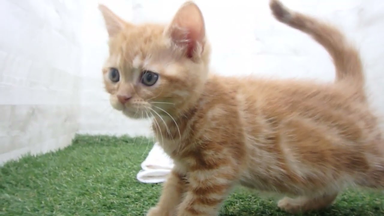 Coo&RIKU　No00638810 アメリカンショートヘアー