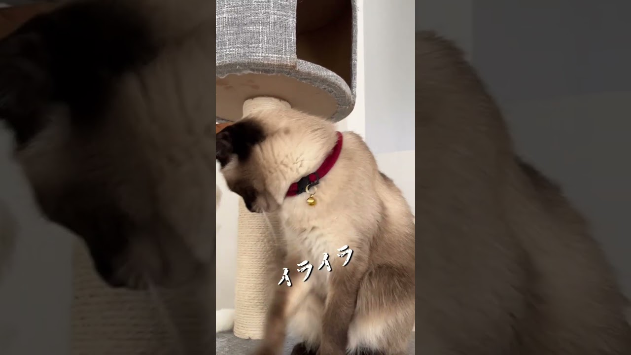 【保護猫】ひとりになりたいねこ#Shorts