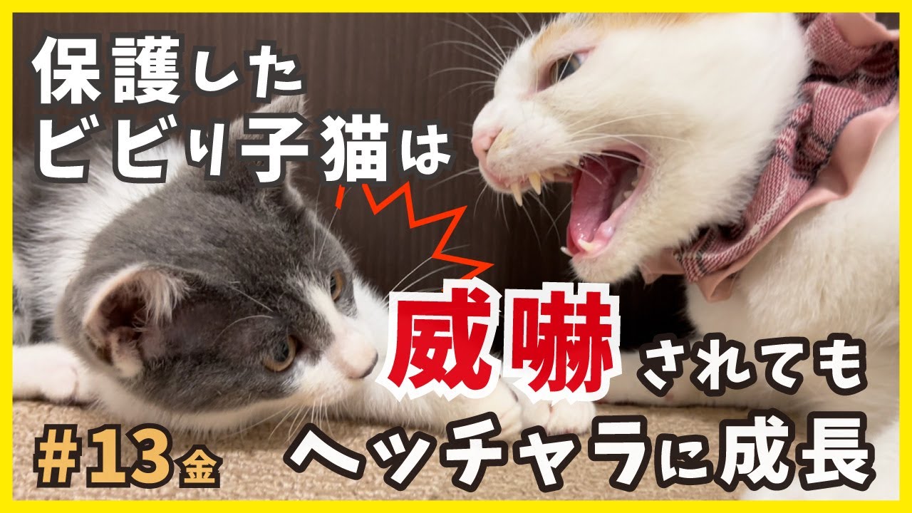 威嚇上等！あんなに他猫にビビっていた子猫の成長をご覧ください。可愛い癒しが沢山♪【博多弁を喋る猫・金13】/ timid kitten grows cute