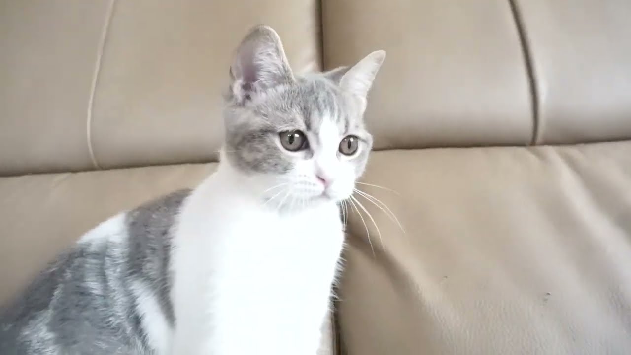 ブリティッシュショートヘアー子猫　British Shorthair　2023.2.12産まれ　ブルータビー&ホワイト　女の子　シーダキャット猫のお店