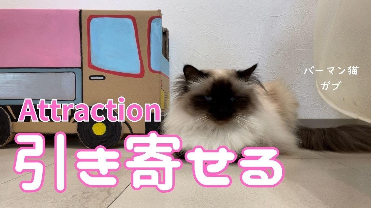 バーマン猫ガブ【引き寄せる】Attraction（バーマン猫）Birman/Cat