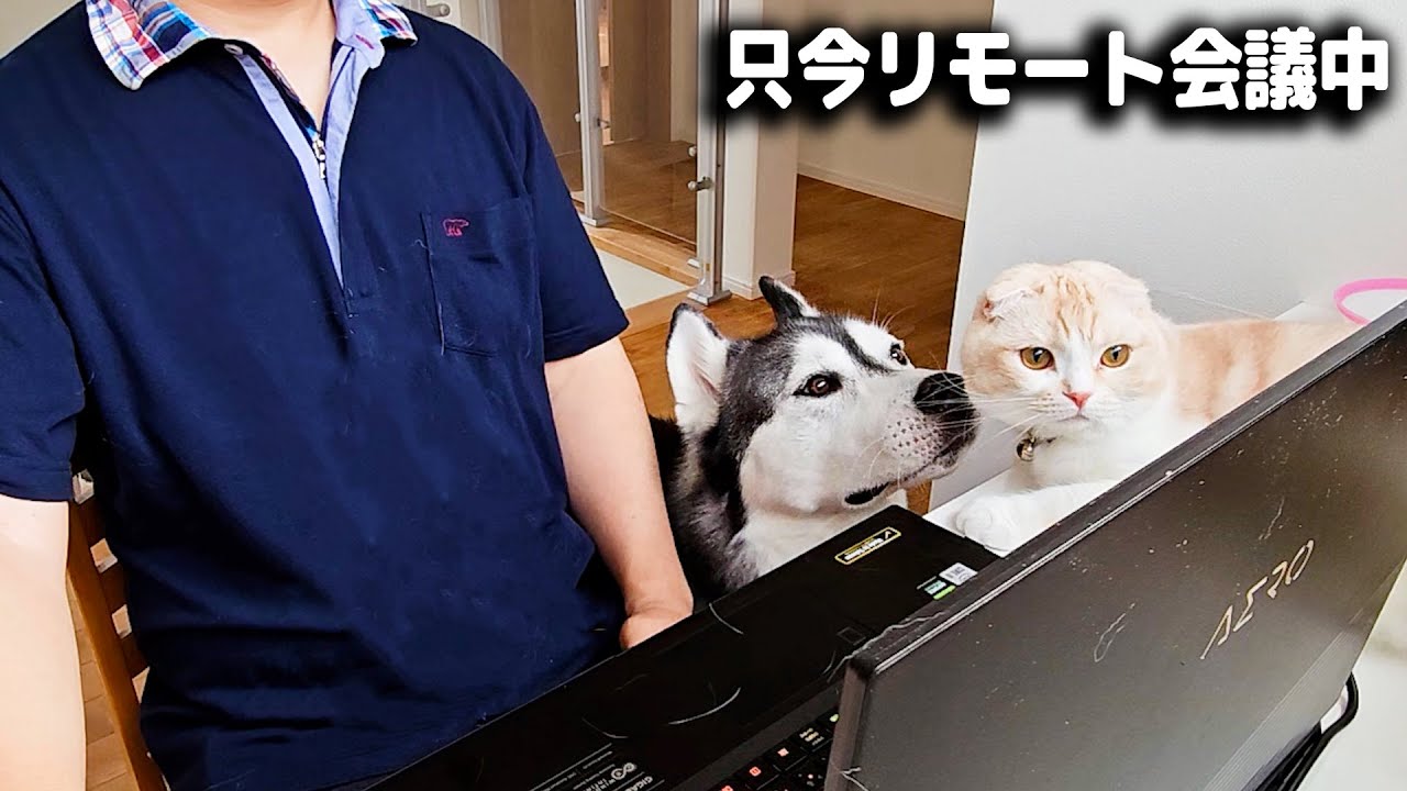 体調不良の飼い主の代わりにリモート会議に出席する猫と犬がこちら