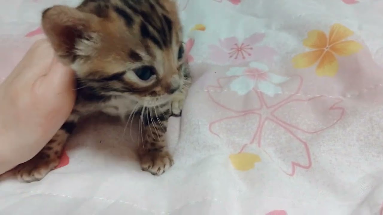 F1ベンガル　新しい家族募集中