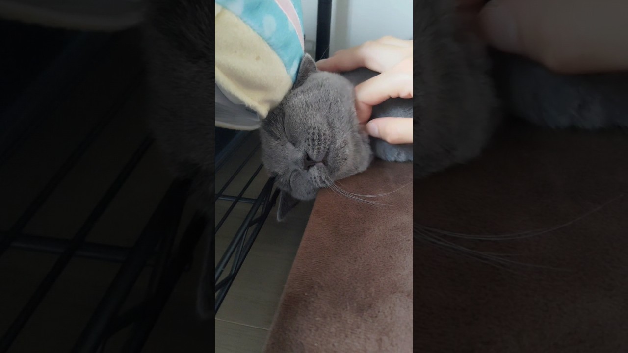 幸せな寝顔の猫のシャルトリュー（Happy sleeping cat Chartreux）