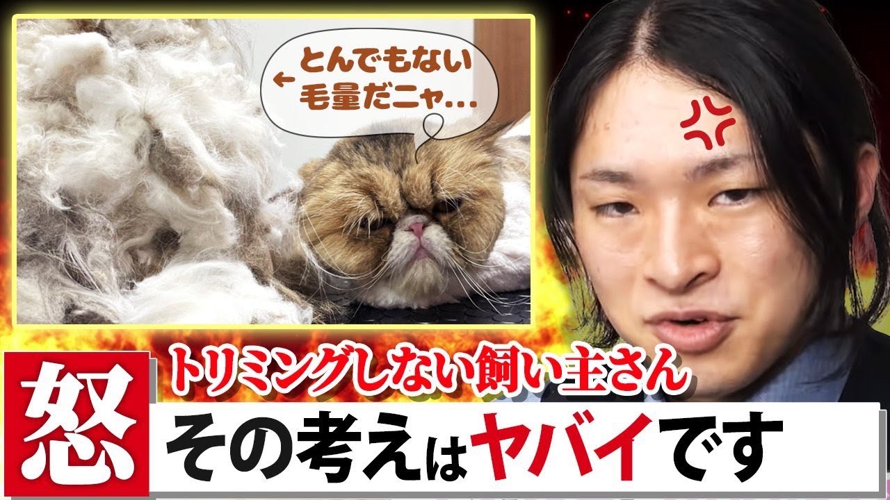 「猫はトリミングしなくて良い」なんてコレを見ても言えますか？カットやシャンプーが必要な理由を猫トリマーが解説！毛玉除去や猫のトリミング方法もご紹介