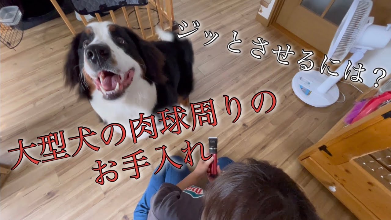 【バーニーズマウンテンドッグ】大型犬の肉球周りの毛のお手入れ！ジッとしてくれない💦【肉球のお手入れ】【大型犬の毛の手入れ】