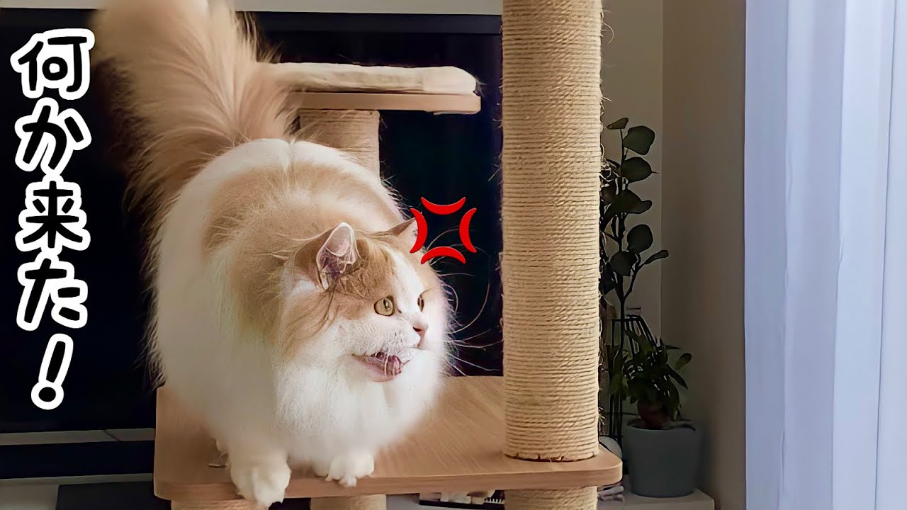 蝶々が来たことを何度も報告しにくる猫（笑）#shorts