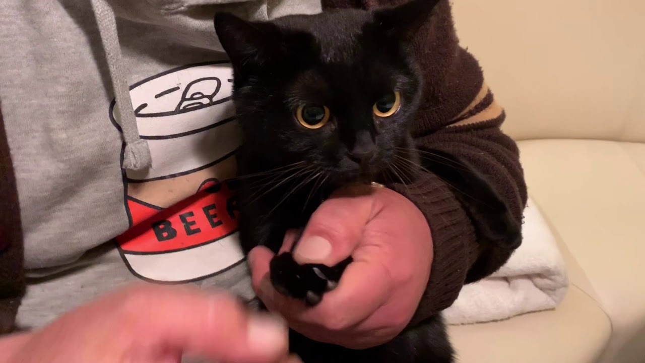 猫の爪きり☆お利口編☆黒猫ボンベイ bonbay cat